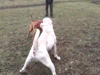 priming fight ambull vs pit bull... see for yourself what came of it